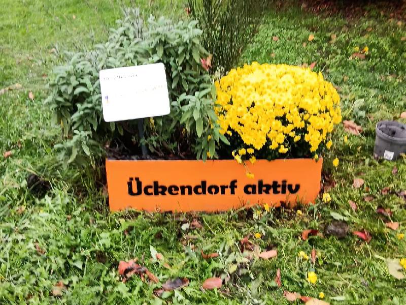 Unsere Blumenkübelaktion